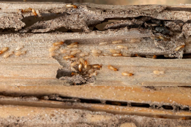 Best Pest Prevention Services  in Des Plaines, IL