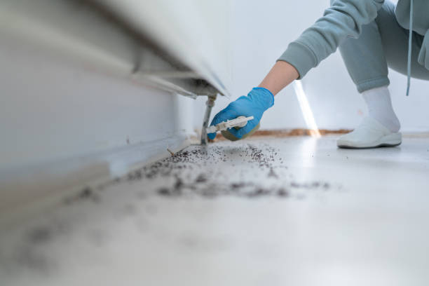 Best Pest Control Near Me  in Des Plaines, IL